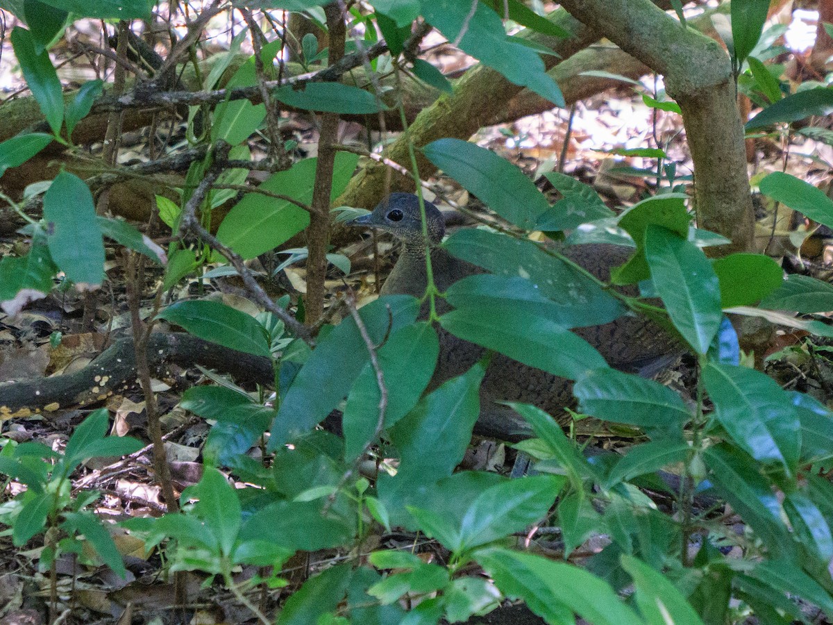 Great Tinamou - ML646420772