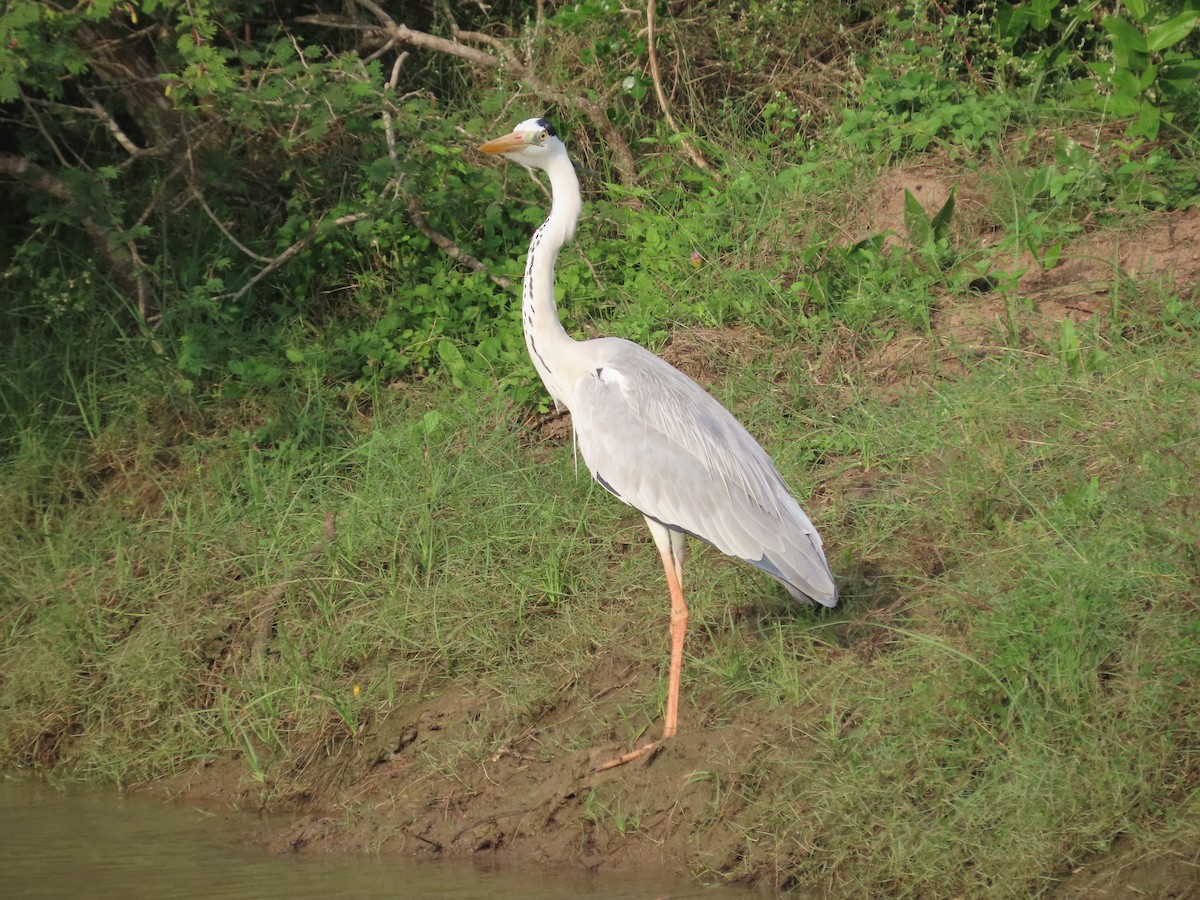 Чапля сіра - ML646420773