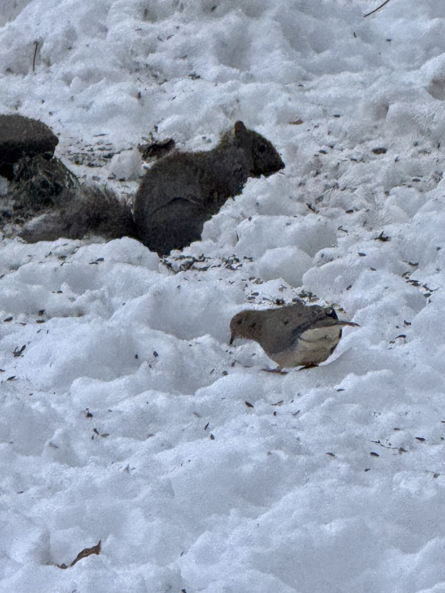 Mourning Dove - ML646420774