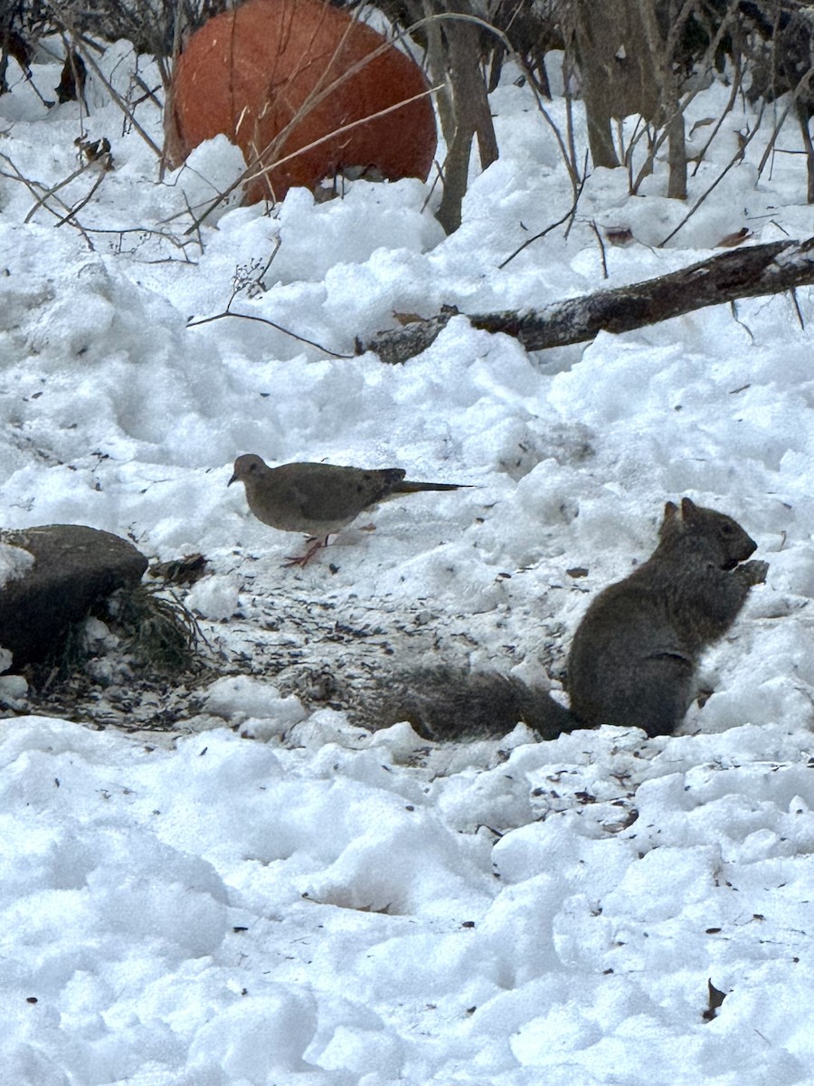 Mourning Dove - ML646420775