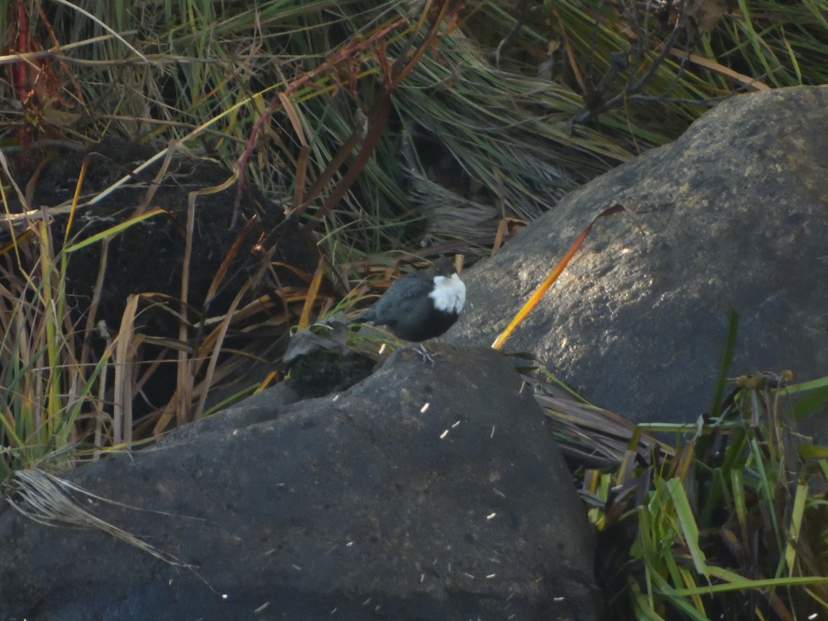 White-throated Dipper - ML646420777