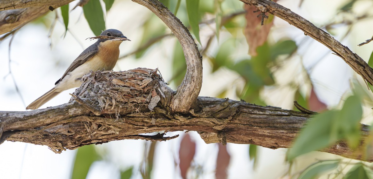 Leaden Flycatcher - ML646420778