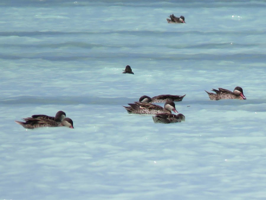 Red-billed Duck - ML646420783