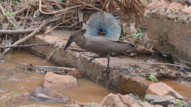 Hamerkop - ML646420784