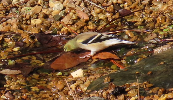 Altın İskete - ML646420786