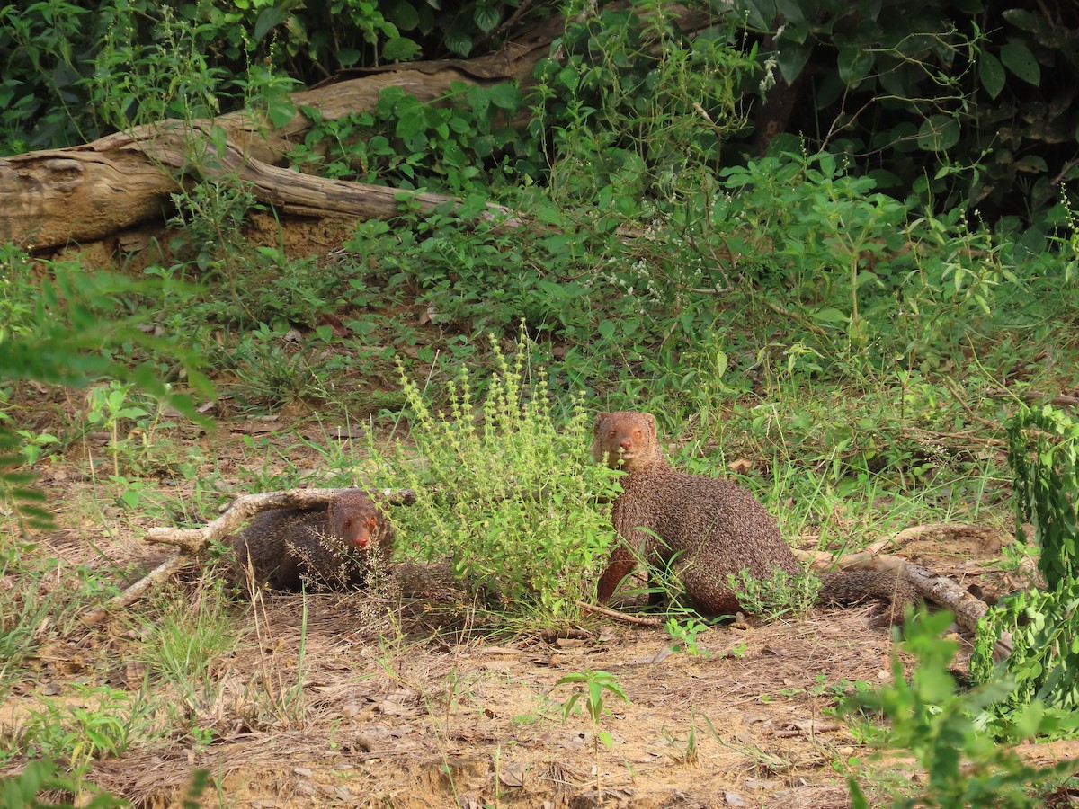 Animals - ML646420787