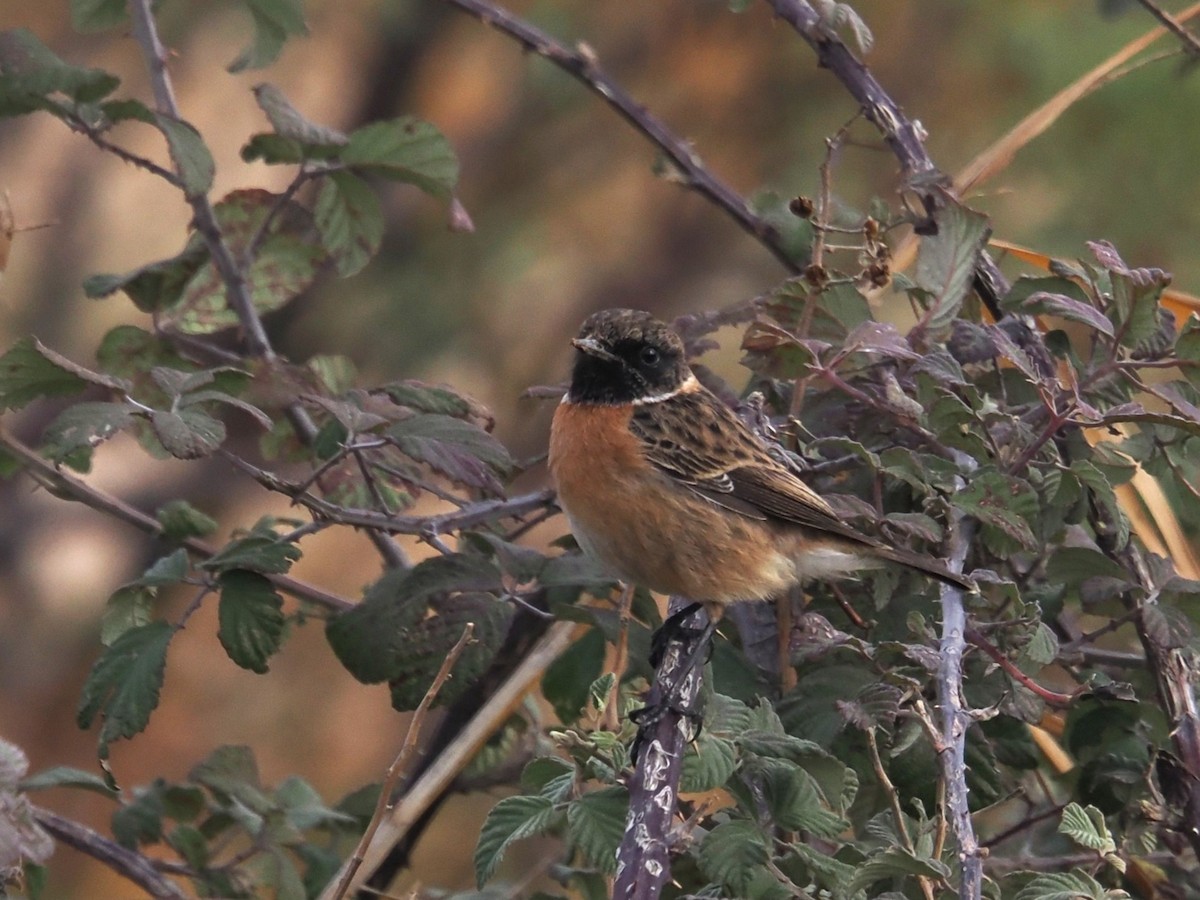 ヨーロッパノビタキ - ML646420788