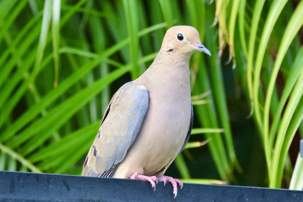 Mourning Dove - ML646420790