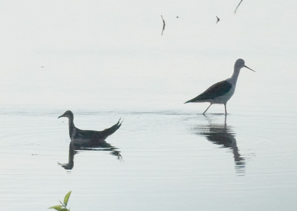 Фазанохвостая якана - ML646420791