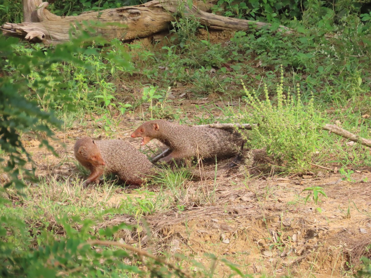 Animals - ML646420792