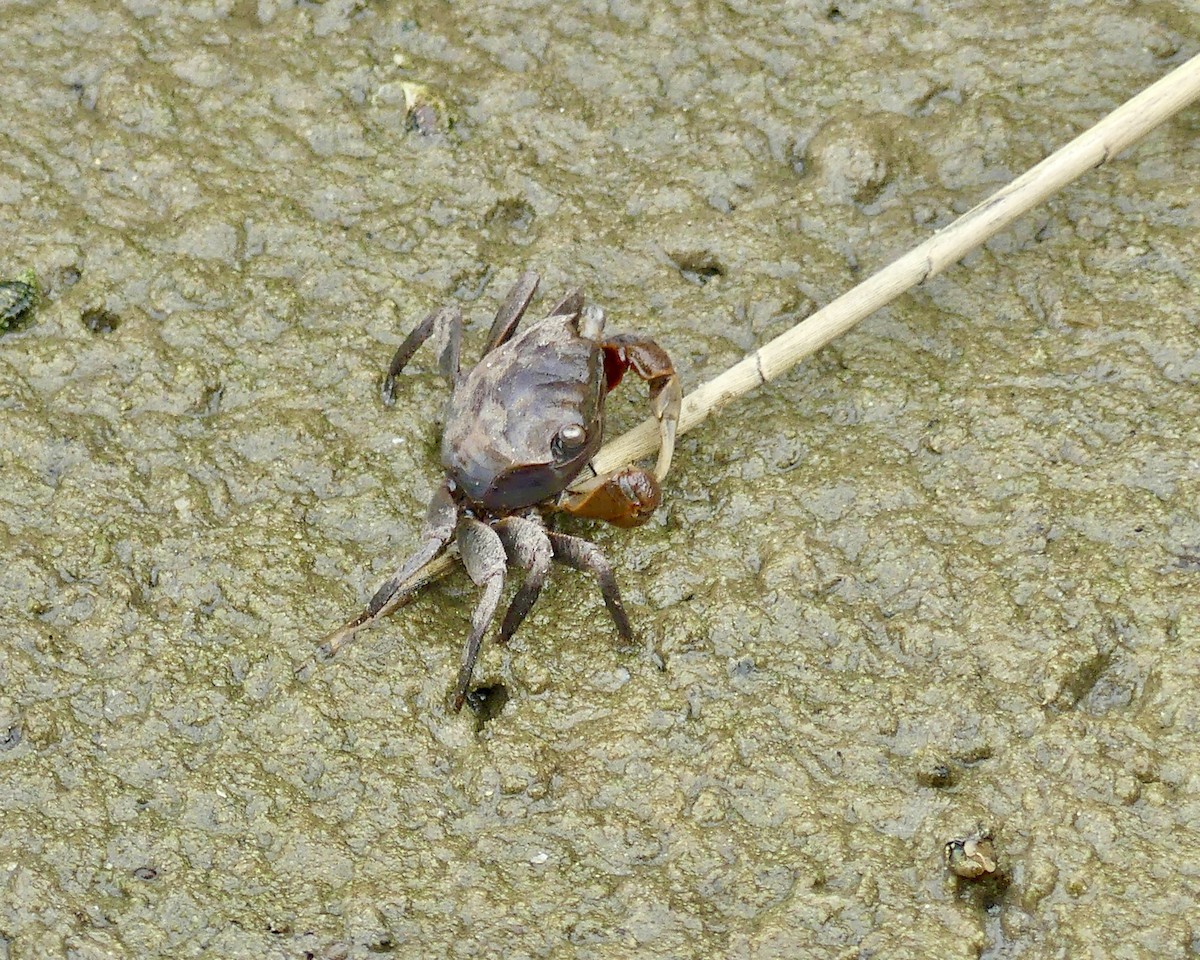 十足目 - ML646420793