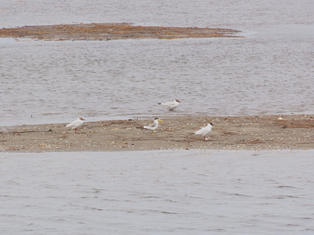Large-billed Tern - ML646420794