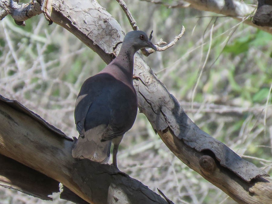 Malagasy Turtle-Dove - ML646420796