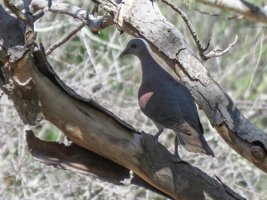 Malagasy Turtle-Dove - ML646420797