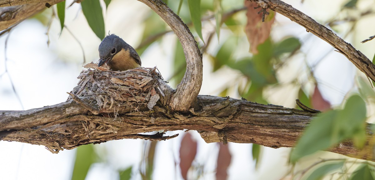 Leaden Flycatcher - ML646420799
