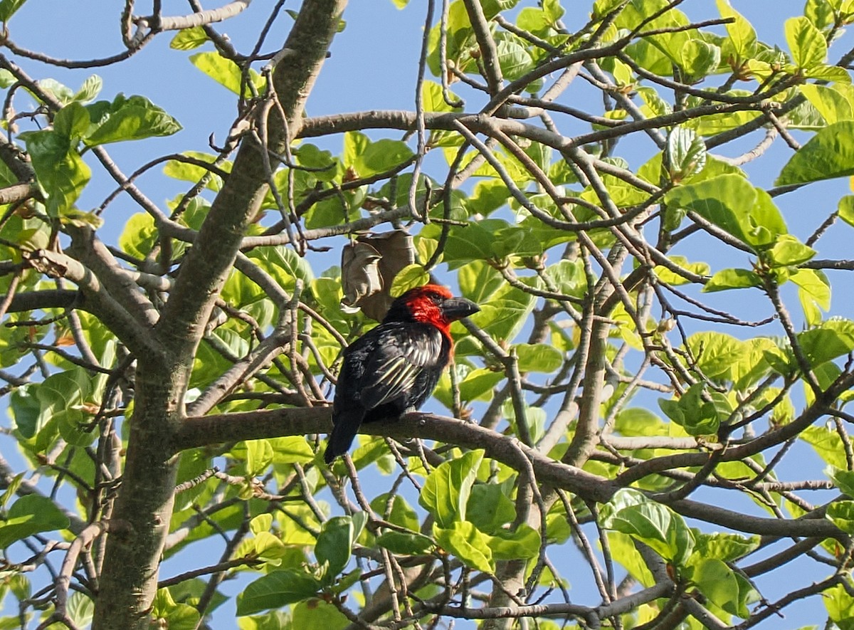 Black-billed Barbet - ML646420800