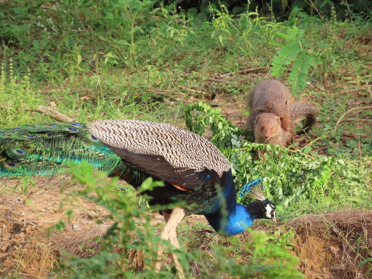 Animals - ML646420801