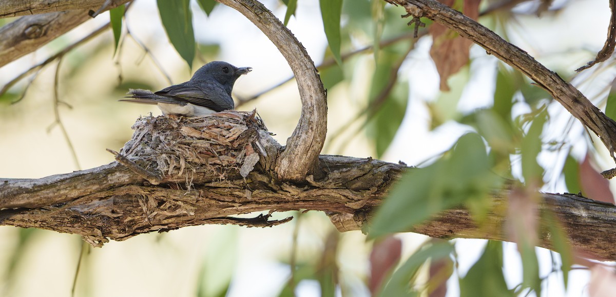 Leaden Flycatcher - ML646420805