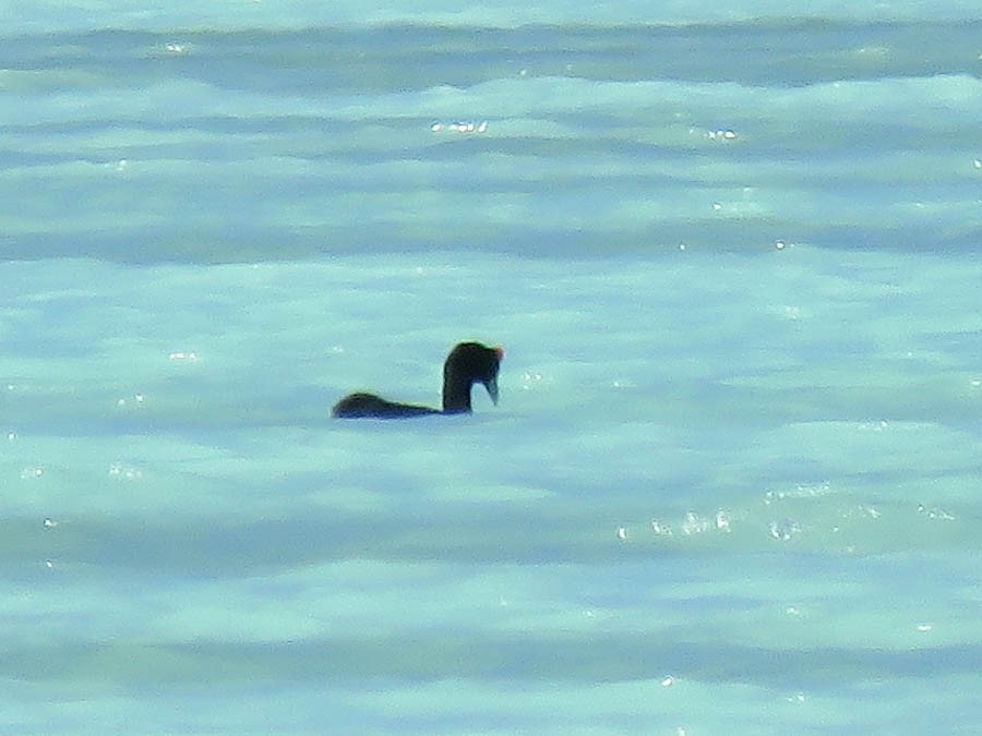 Red-knobbed Coot - ML646420807