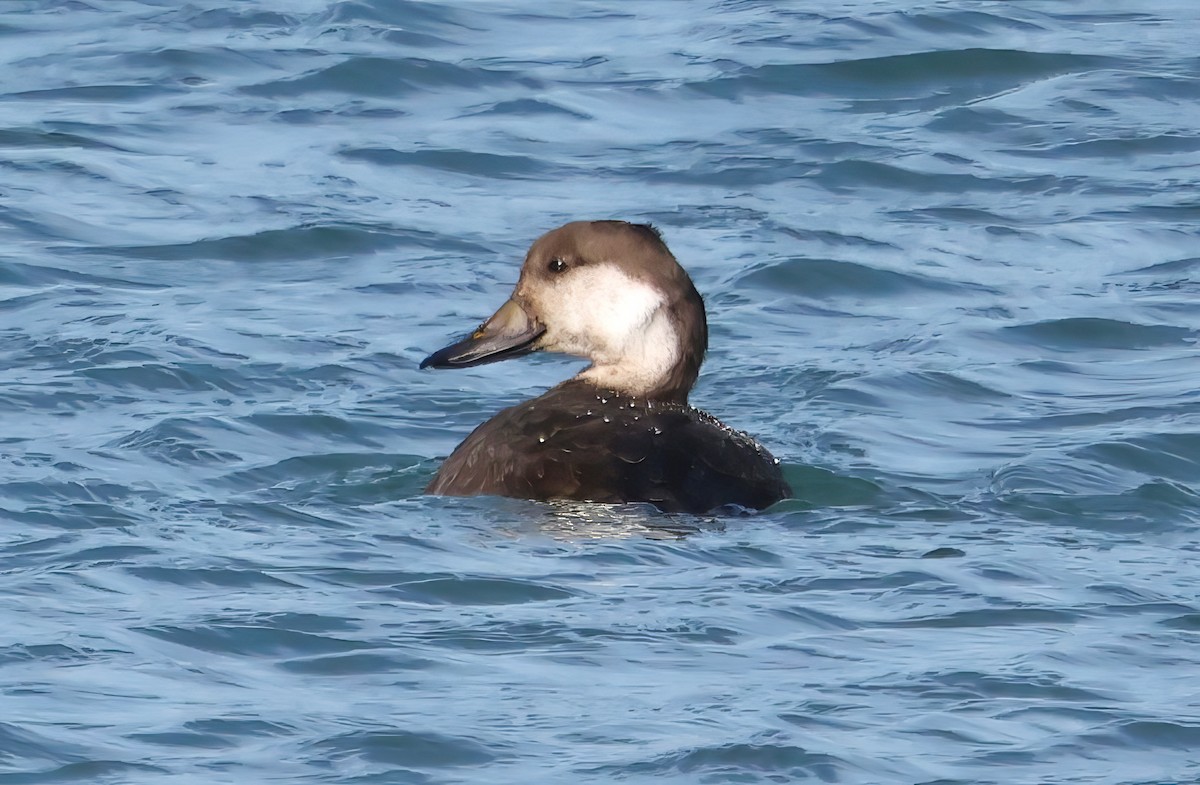 Amerika Kara Ördeği - ML646420809