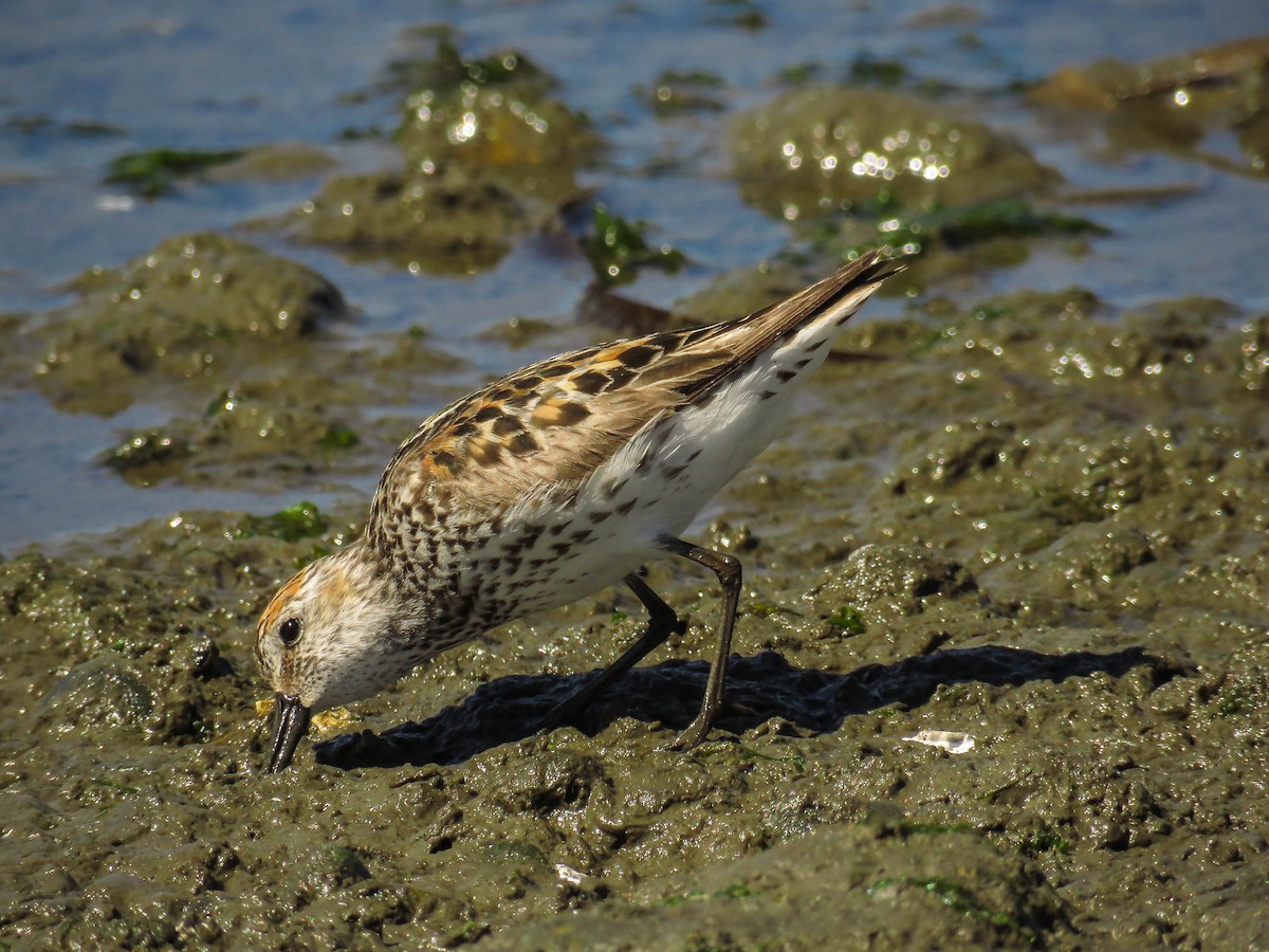 Western Sandpiper - Blair Dudeck