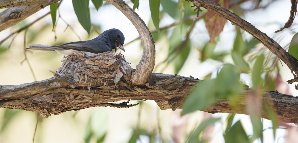 Leaden Flycatcher - ML646420810