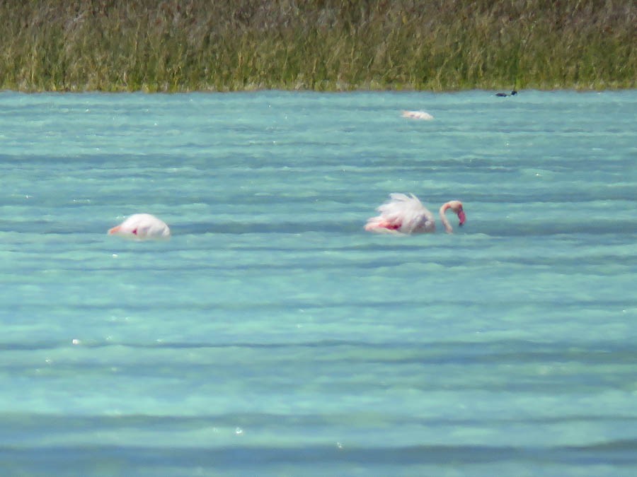 Greater Flamingo - ML646420811