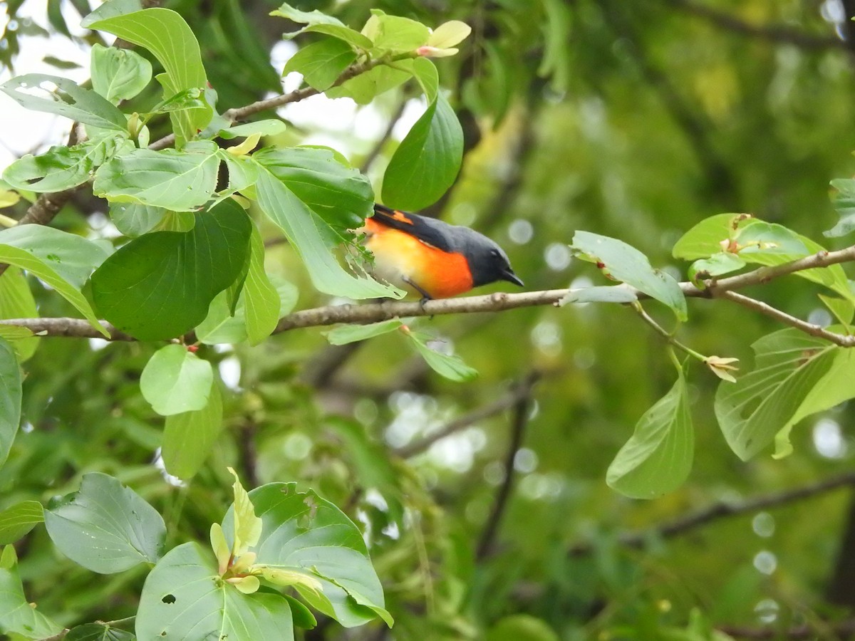 Small Minivet - ML646420818