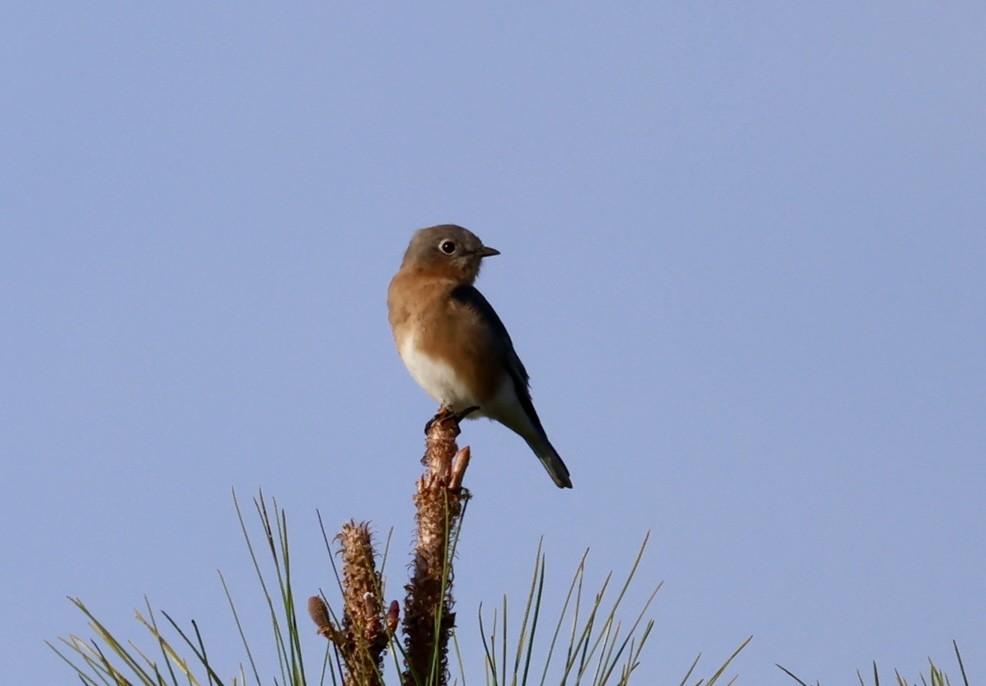 Eastern Bluebird - ML646420821