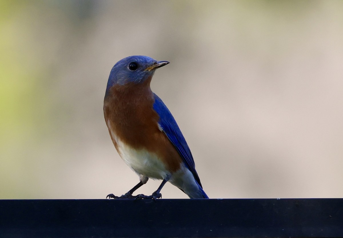 Eastern Bluebird - ML646420822