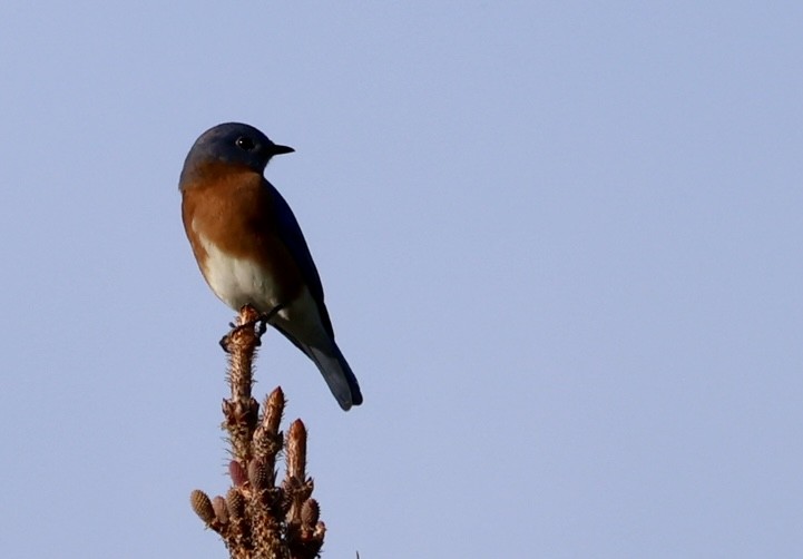 Eastern Bluebird - ML646420823