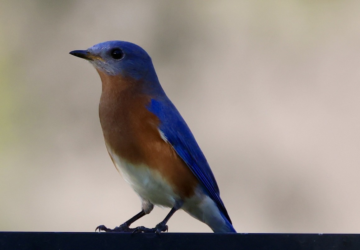Eastern Bluebird - ML646420824