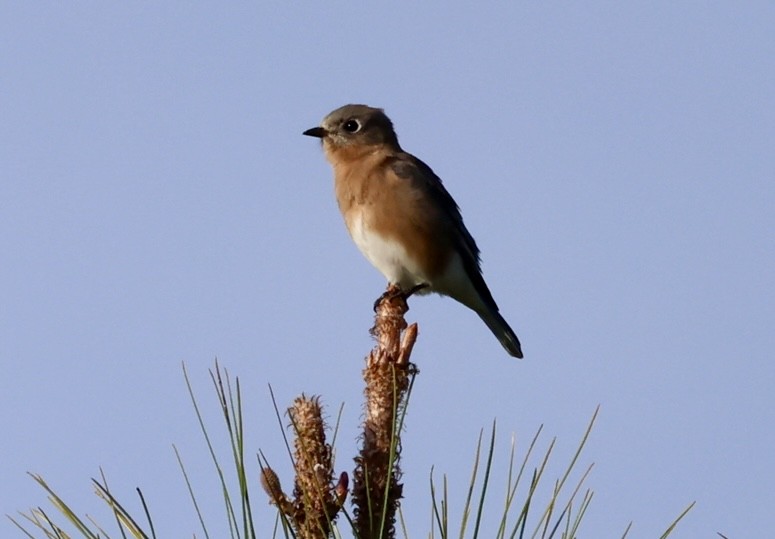 Eastern Bluebird - ML646420825