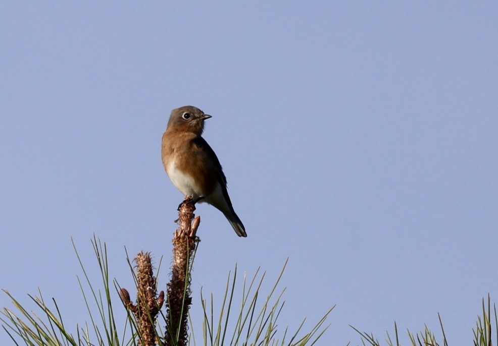 Eastern Bluebird - ML646420826