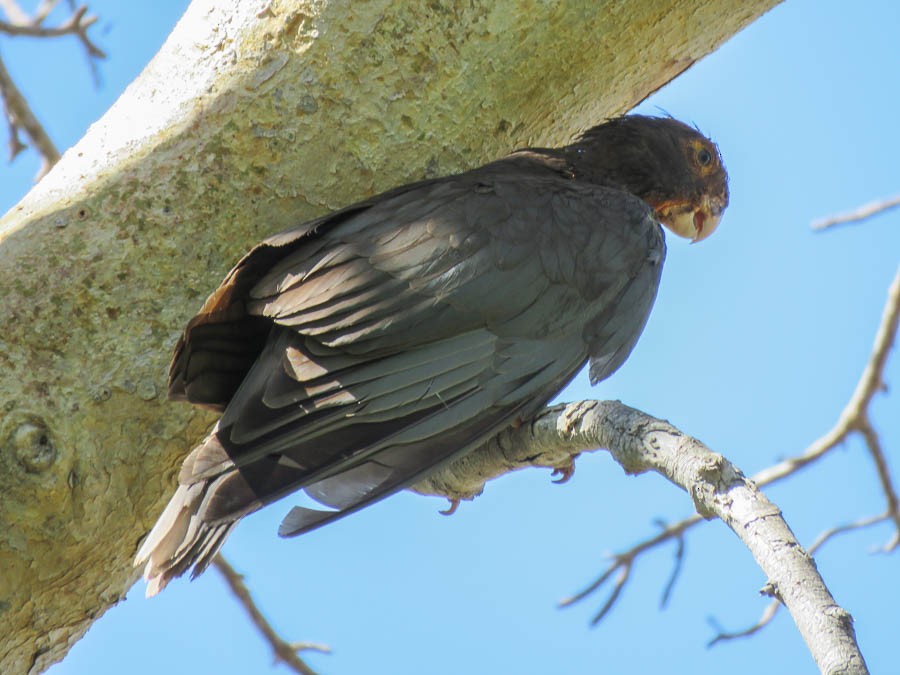 Lesser Vasa Parrot - ML646420828