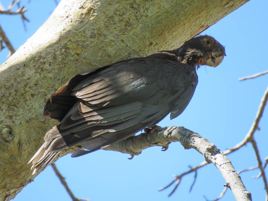 Lesser Vasa Parrot - ML646420829