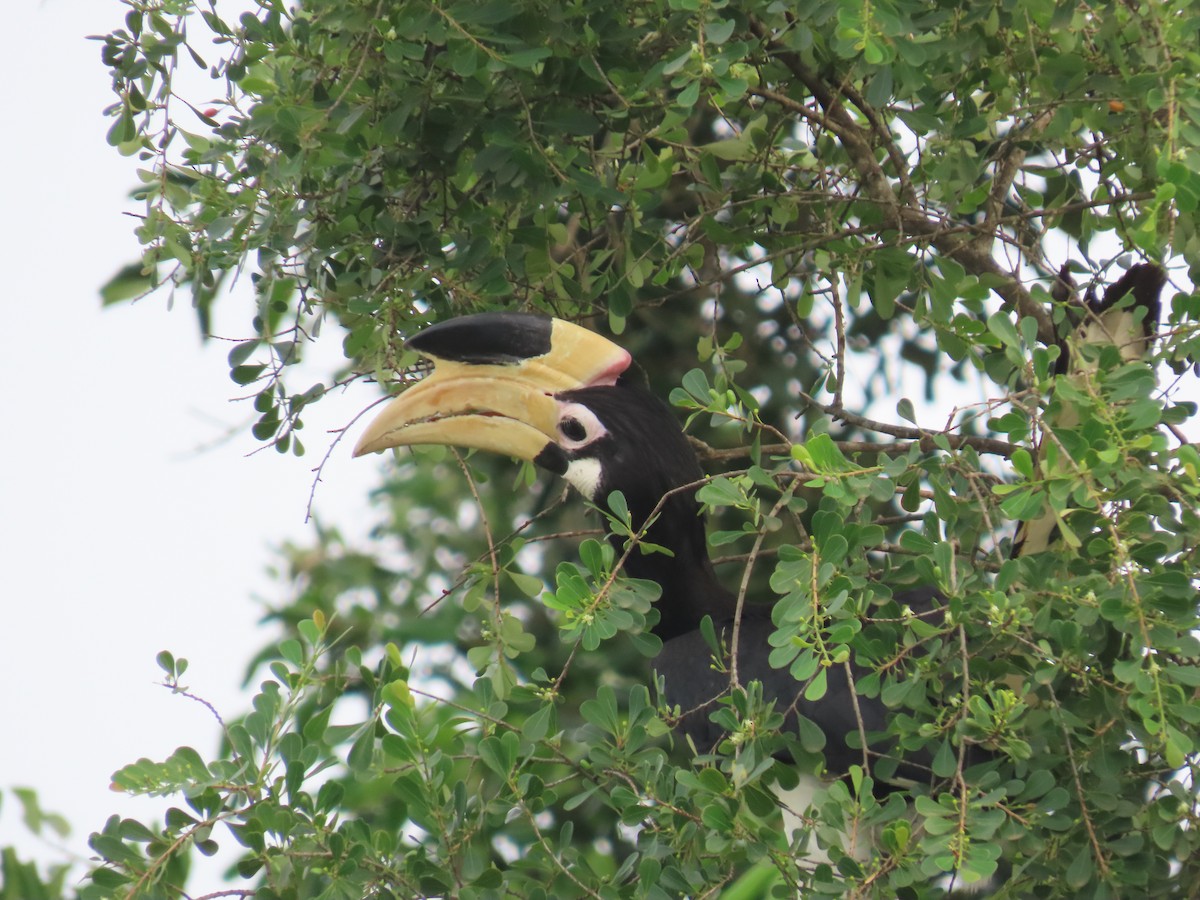 Птах-носоріг індійський - ML646420833