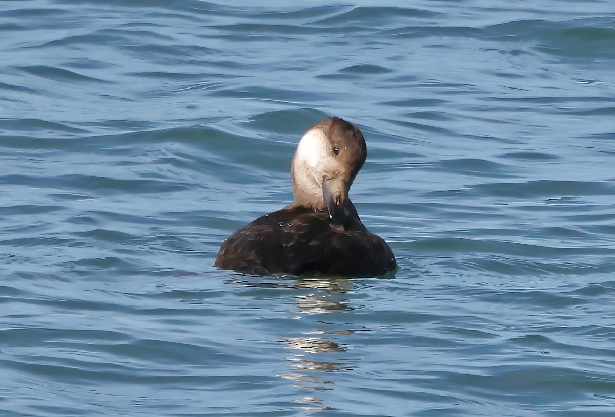 Amerika Kara Ördeği - ML646420834