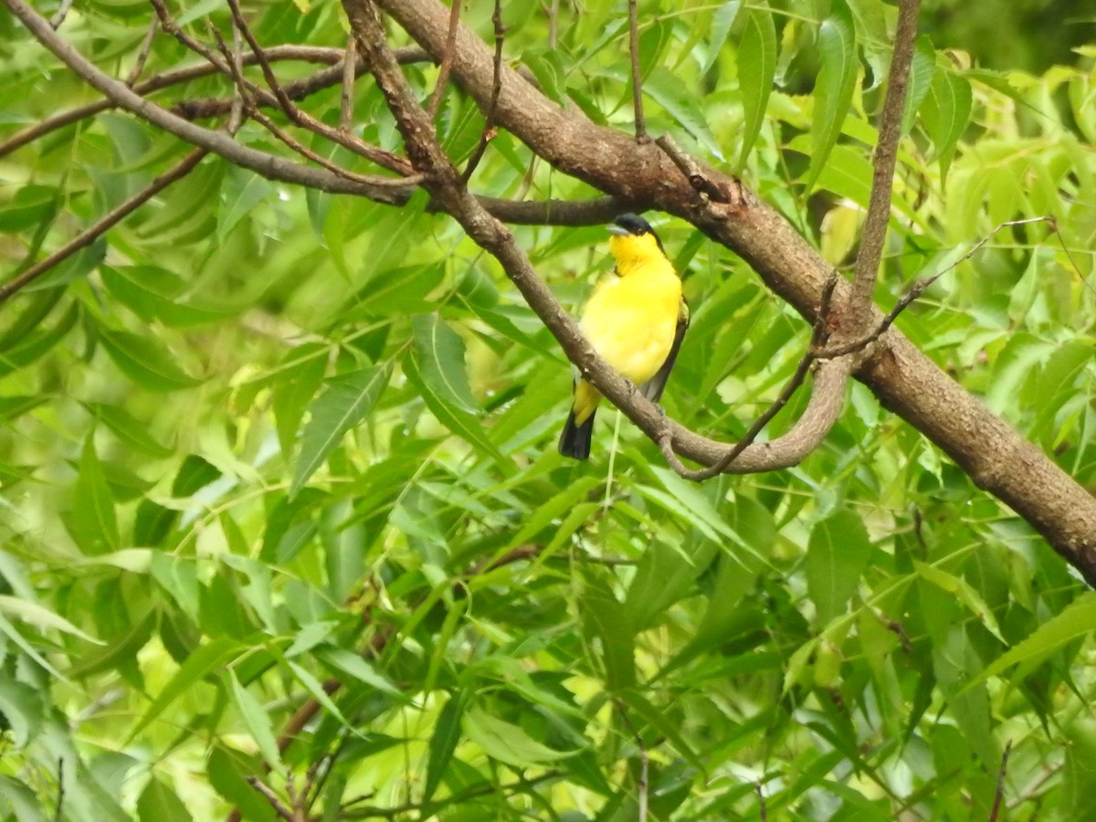 Common Iora - ML646420835