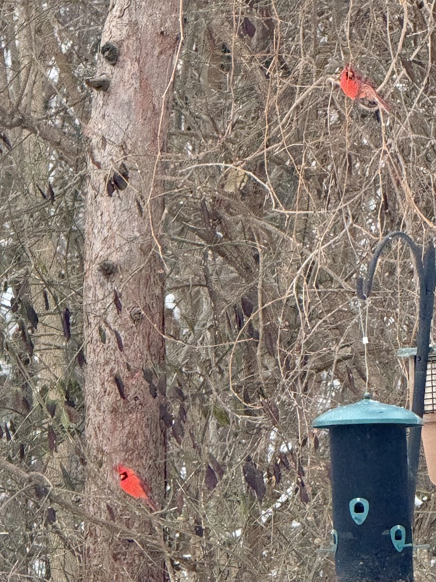 Northern Cardinal - ML646420836