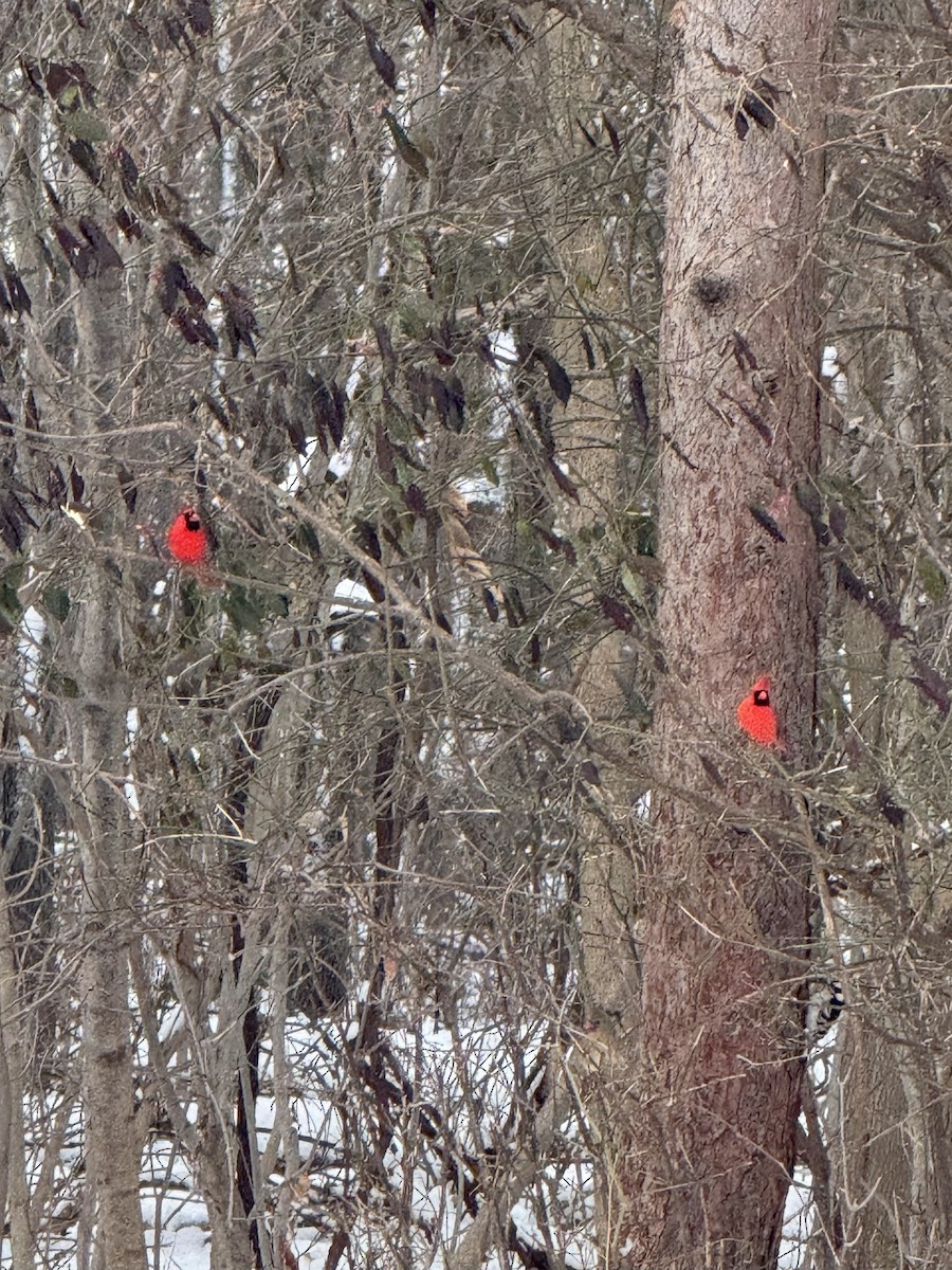 Northern Cardinal - ML646420837