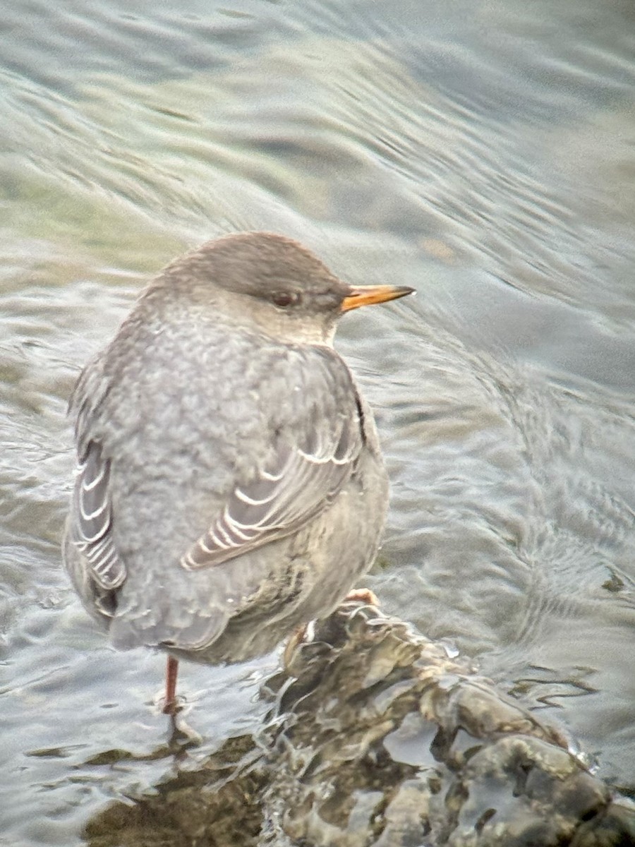American Dipper - ML646420838