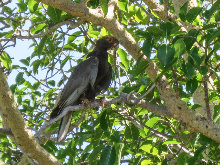 Greater/Lesser Vasa Parrot - ML646420839