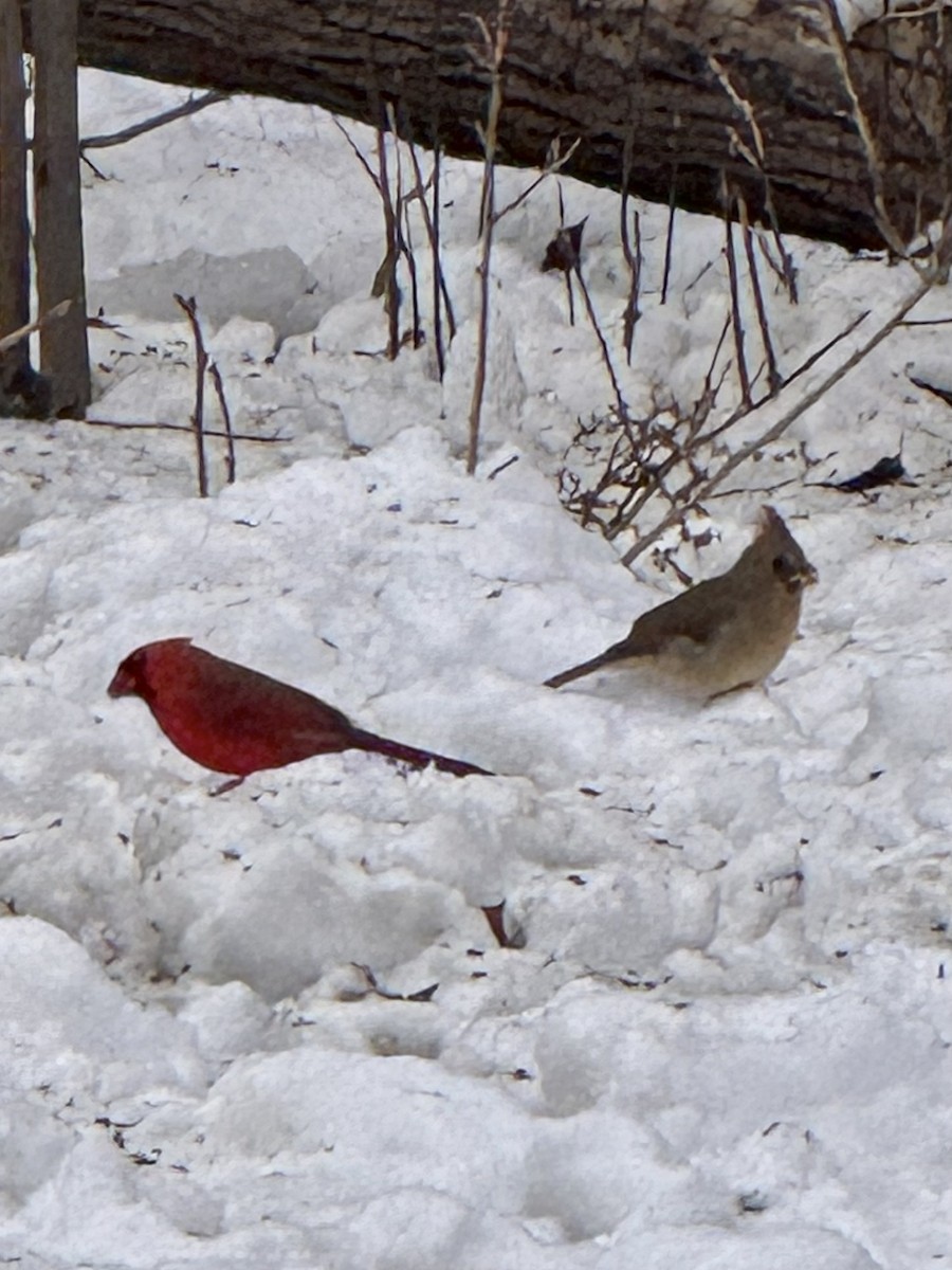 Northern Cardinal - ML646420840