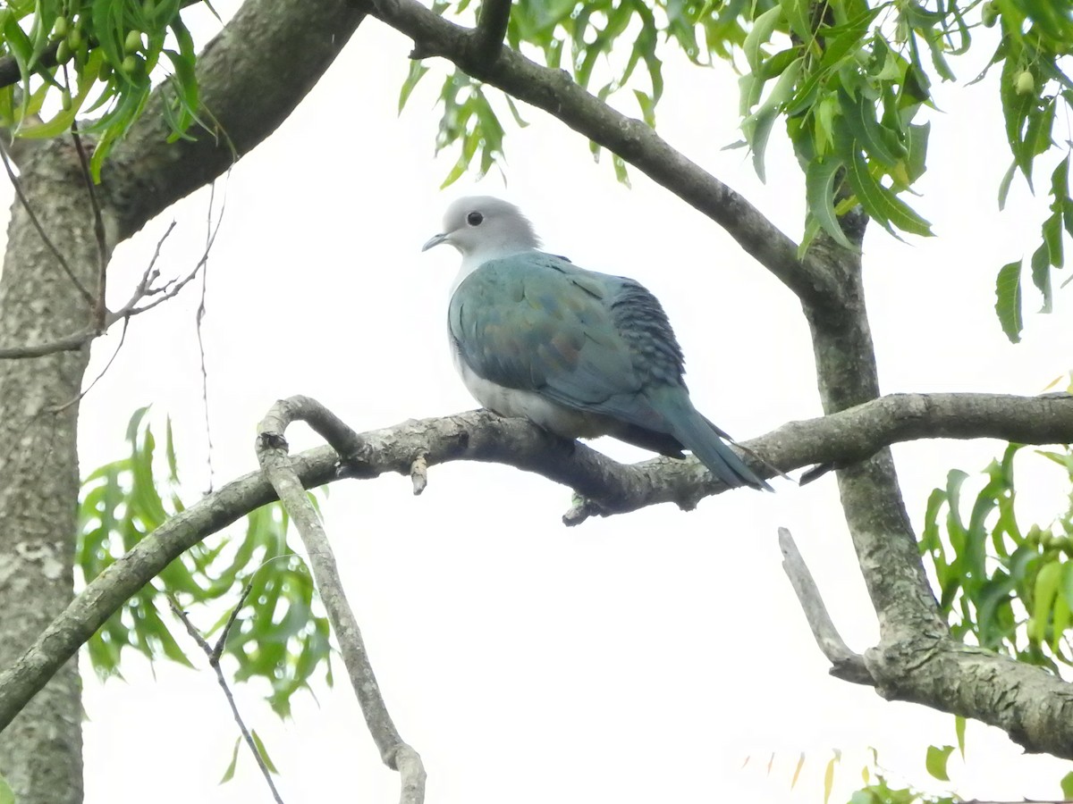 Green Imperial-Pigeon - ML646420841