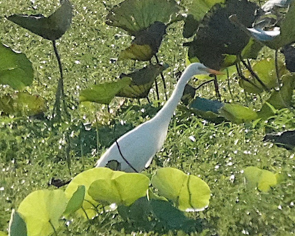 Medium Egret - ML646420843