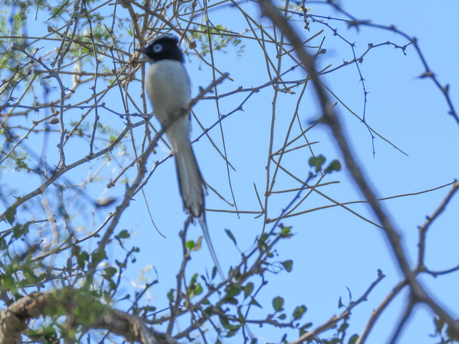 Malagasy Paradise-Flycatcher - ML646420844