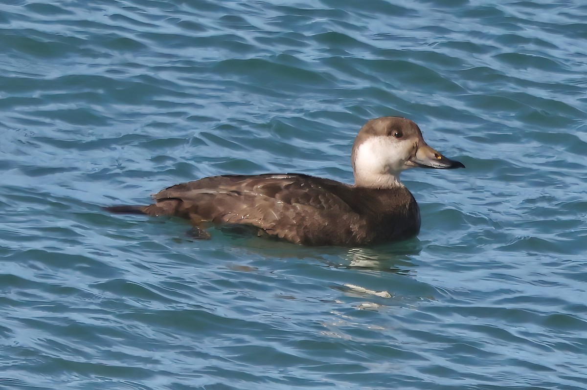 Amerika Kara Ördeği - ML646420845