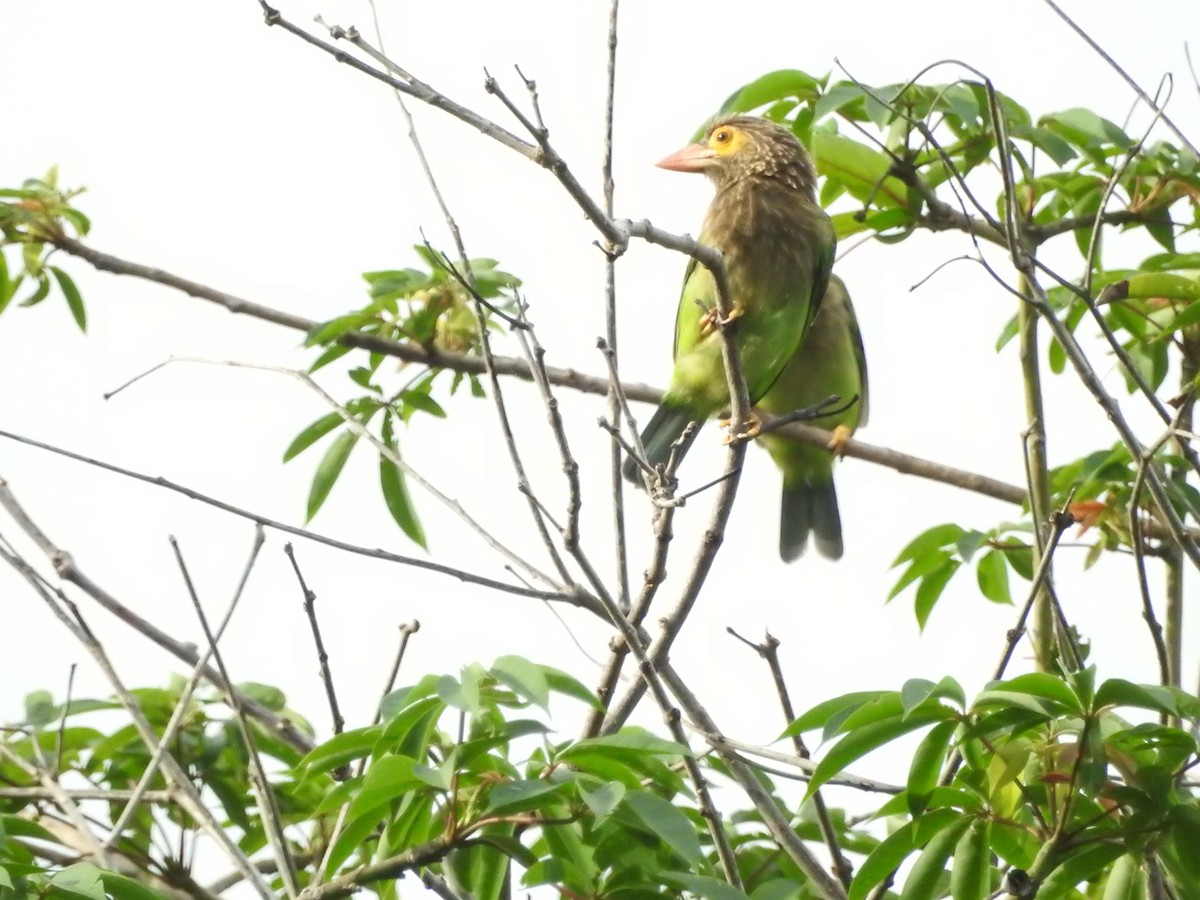 Brown-headed Barbet - ML646420846