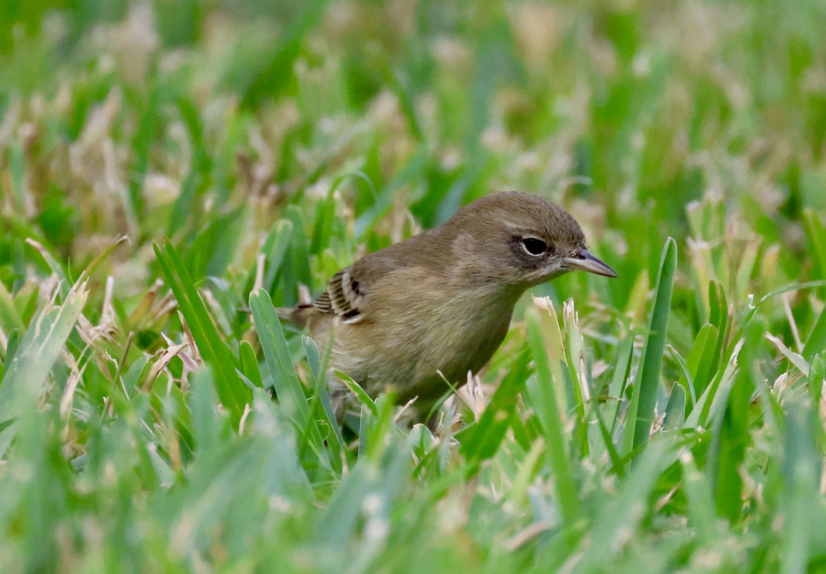 Pine Warbler - ML646420847